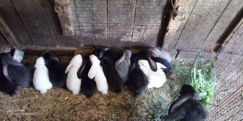  - 06 Iepuri UG și BG