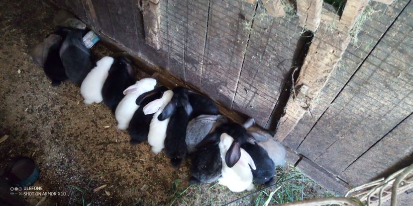  - 06 Iepuri UG și BG