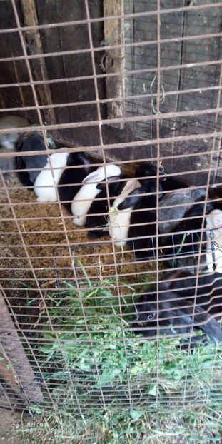  - 06 Iepuri UG și BG