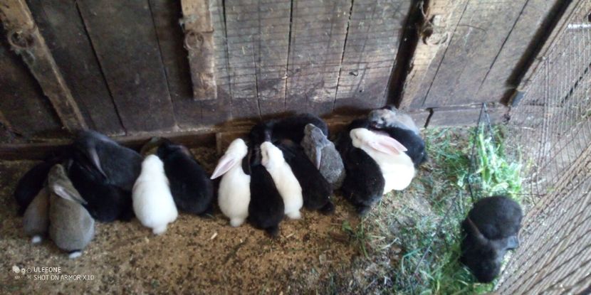  - 06 Iepuri UG și BG