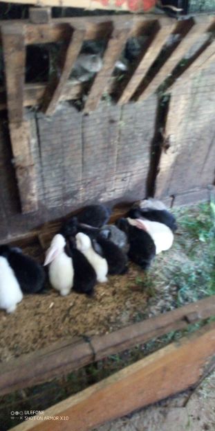  - 06 Iepuri UG și BG