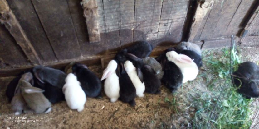  - 06 Iepuri UG și BG