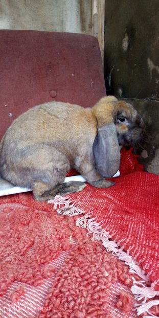  - 06 Iepuri UG și BG