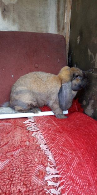  - 06 Iepuri UG și BG