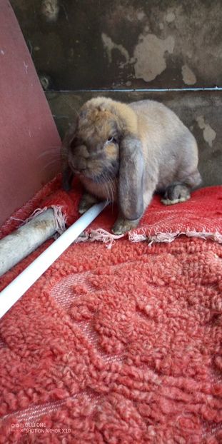  - 06 Iepuri UG și BG