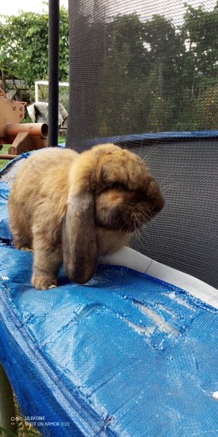  - 06 Iepuri UG și BG