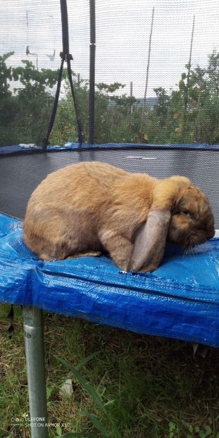  - 06 Iepuri UG și BG