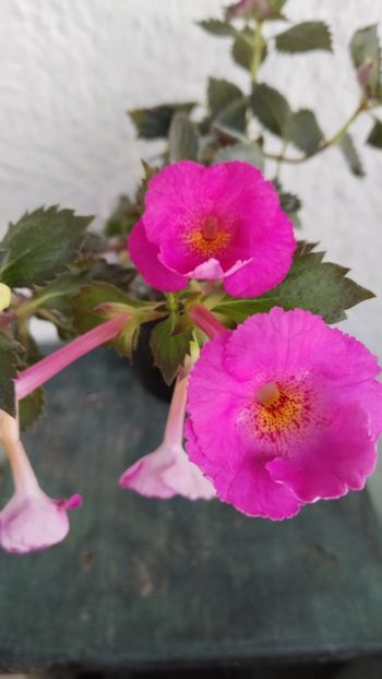  - 2024-BriD s Pink Lily