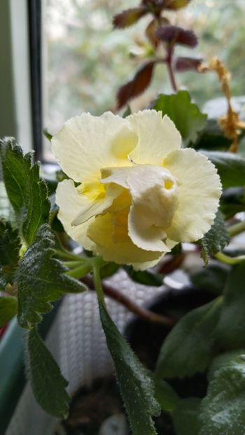  - 2024-Yellow English Rose posibil