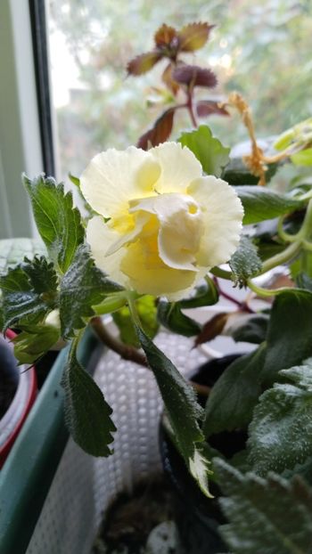  - 2024-Yellow English Rose posibil