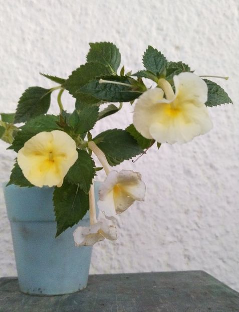  - 2024-Himalayan Sunrise xA