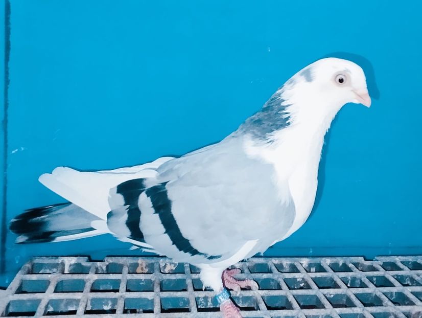 13368  Femelă  2024 - Jucători de Galați