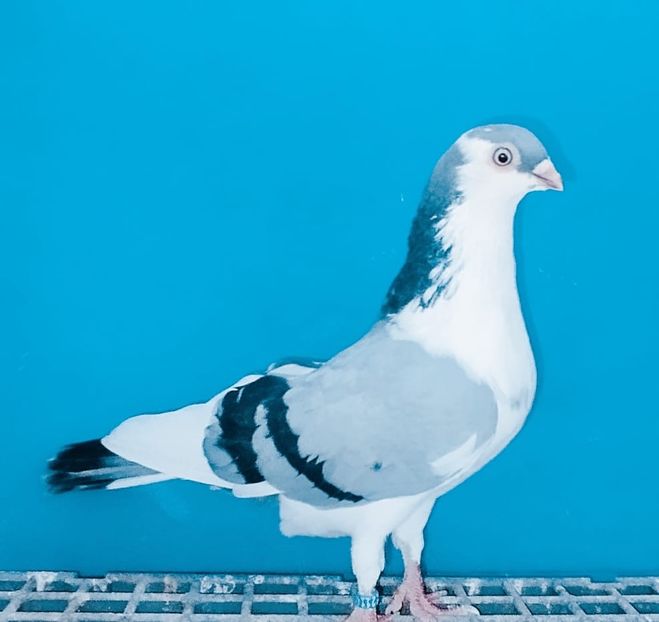 21140  Femelă  2024 - Jucători de Galați