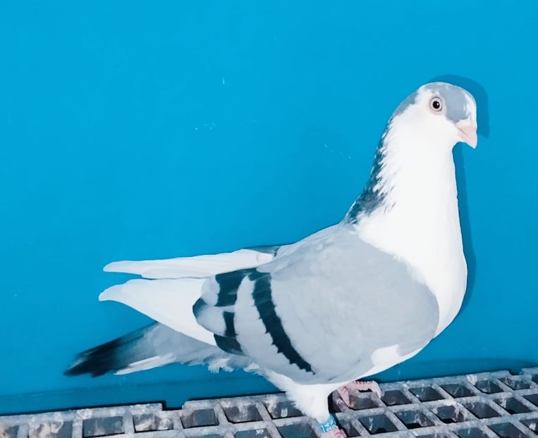 28022  Femelă  2024 - Jucători de Galați