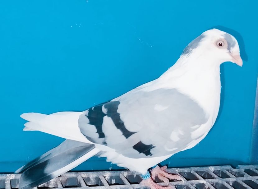 21770  Femelă  2024 - 00001 porumbei dragi mie arhivă