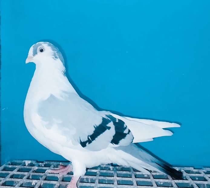 13325  femelă  2024 - Plecați ALBUM 4