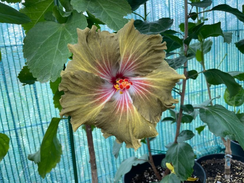  - Moorea Green Gold Pearl