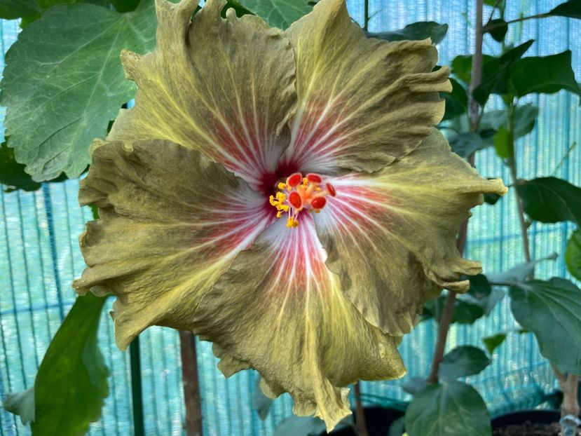  - Moorea Green Gold Pearl