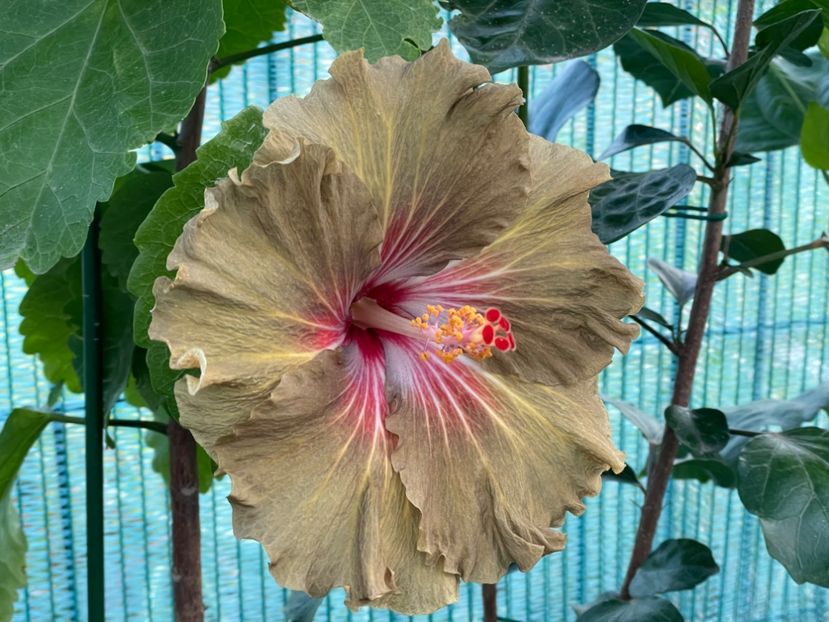  - Moorea Green Gold Pearl