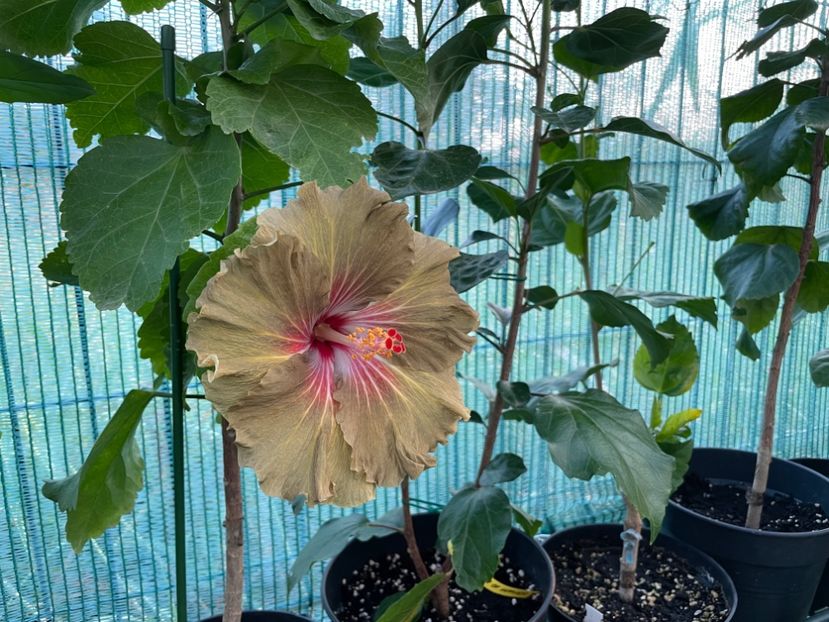  - Moorea Green Gold Pearl