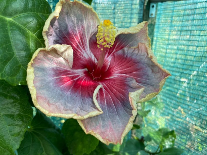  - 001 - Hibiscusi 2024 - 2