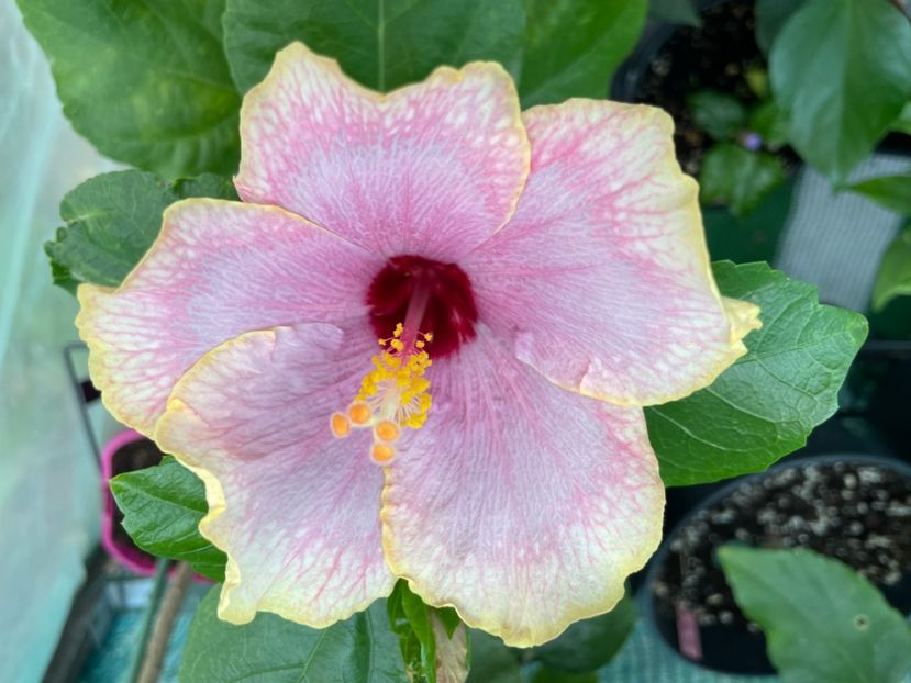  - 001 - Hibiscusi 2024 - 2