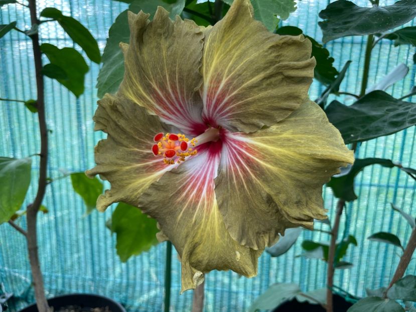  - 001 - Hibiscusi 2024 - 2