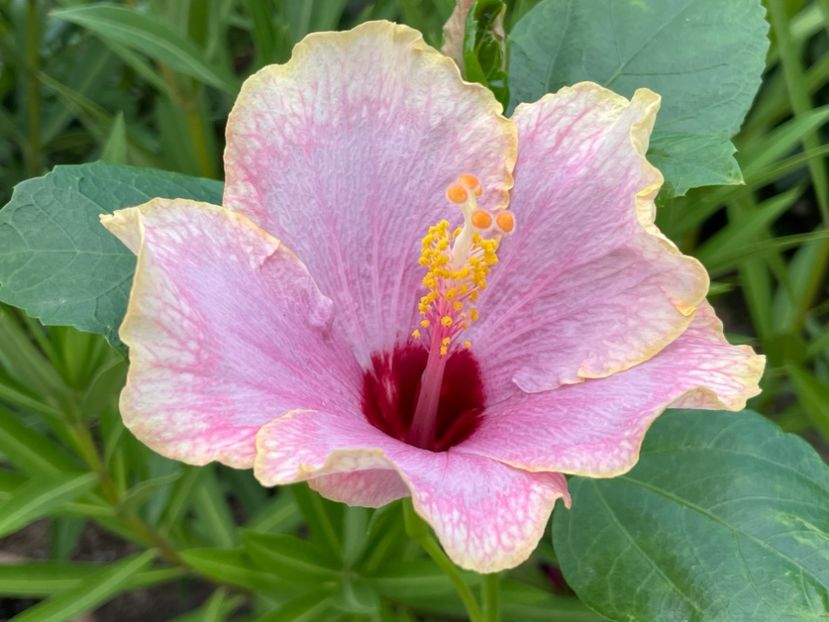  - 001 - Hibiscusi 2024 - 2