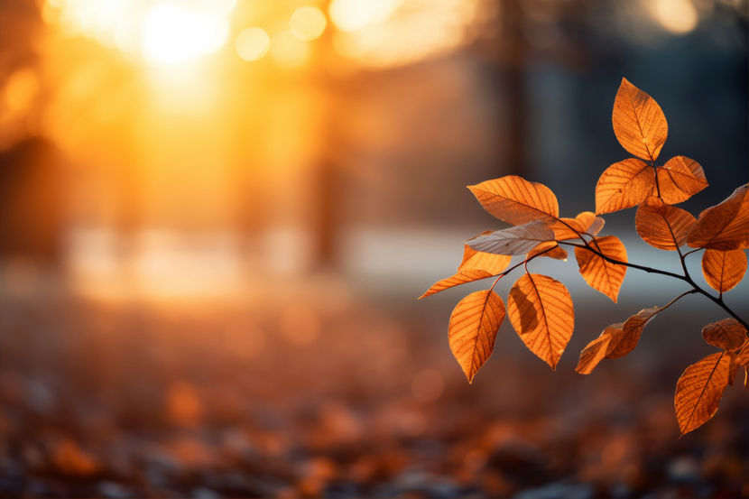 view-dry-autumn-leaves-fallen-street-pavement - 21 06 2019