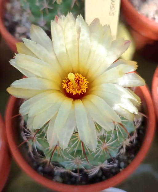 Coryphantha calipensis - Coryphantha calipensis