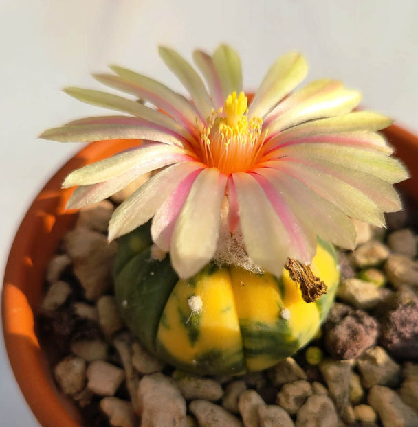 Astrophytum asterias Nishiki - Astrophytum asterias Nishiki