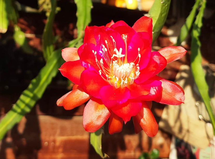 Epiphyllum hb Ein Tolles Ding - Epiphyllum hb Ein Tolles Ding