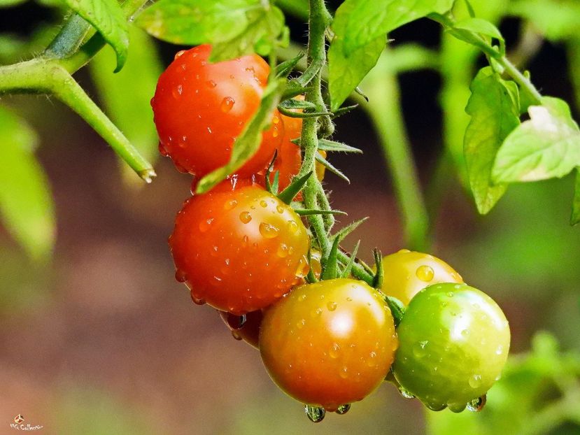 Cheries Tomatoes - J - VEGS - FRUITS- Legume Fructe