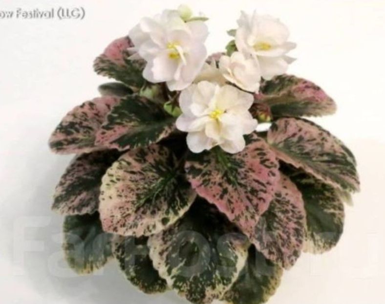 Snow Festival poza net - A Violete mini si semimini