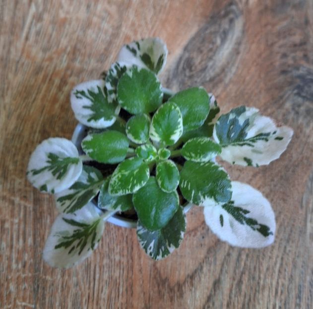 N Kot Bajun - A Violete mini si semimini