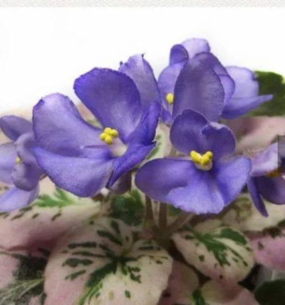 N Kot Bajun poza net - A Violete mini si semimini