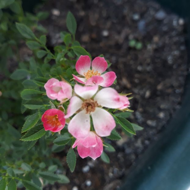 August 2024 - Cutie pie