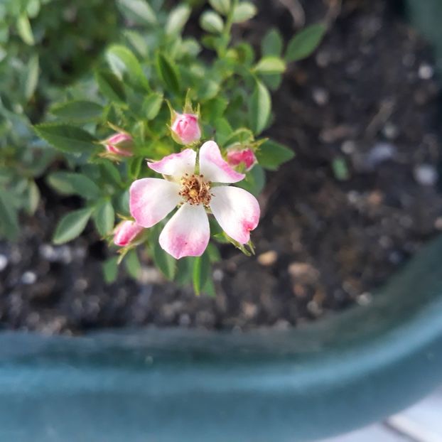 August 2024 începe înflorirea... - Cutie pie