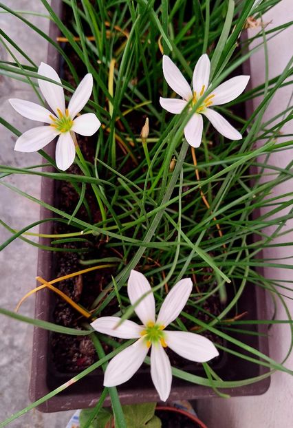  - ZZ Zephiranthes