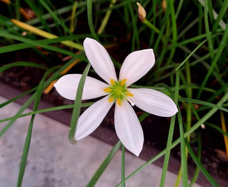 - ZZ Zephiranthes