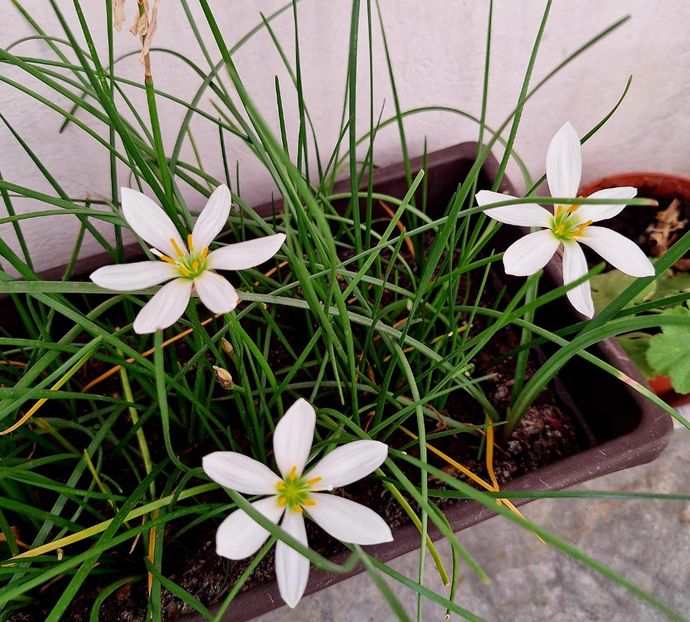  - ZZ Zephiranthes