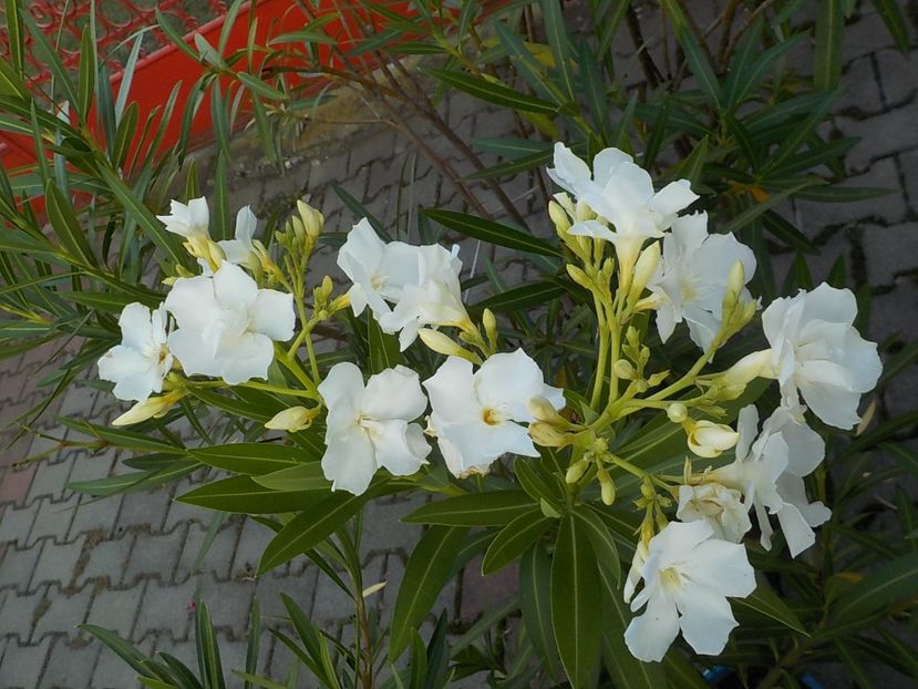  - mont blanc leandru nr 22