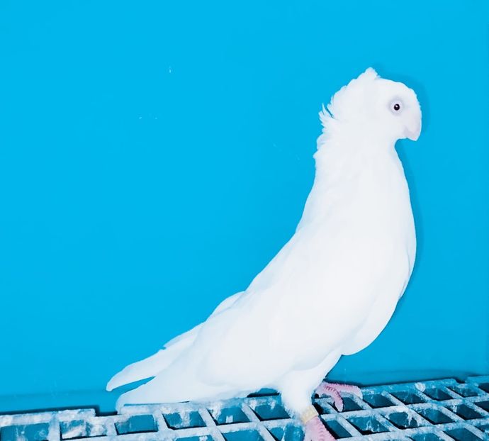 17221  femelă  2023 - Jucători Bimoțați de Ardeal