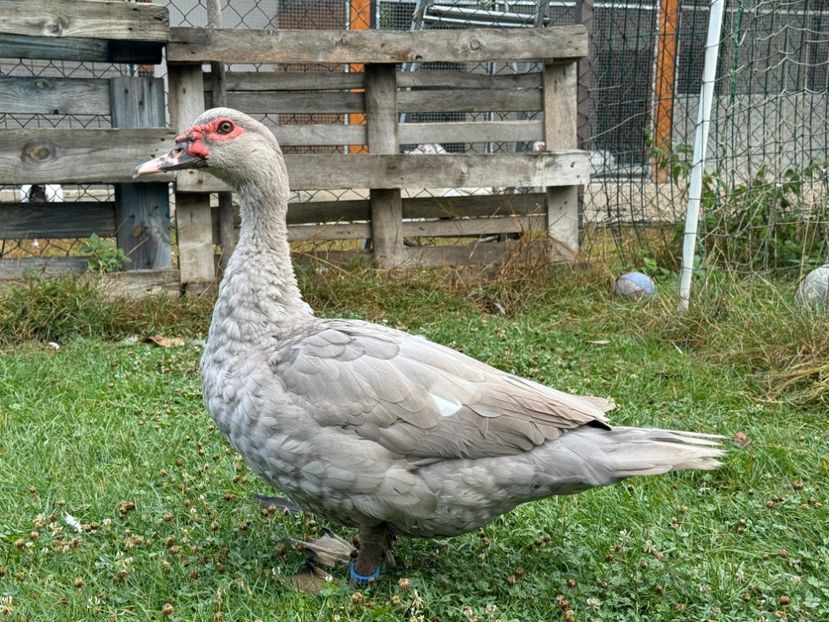 ratoi lavanda 1 - Tineret rate lesesti 2024