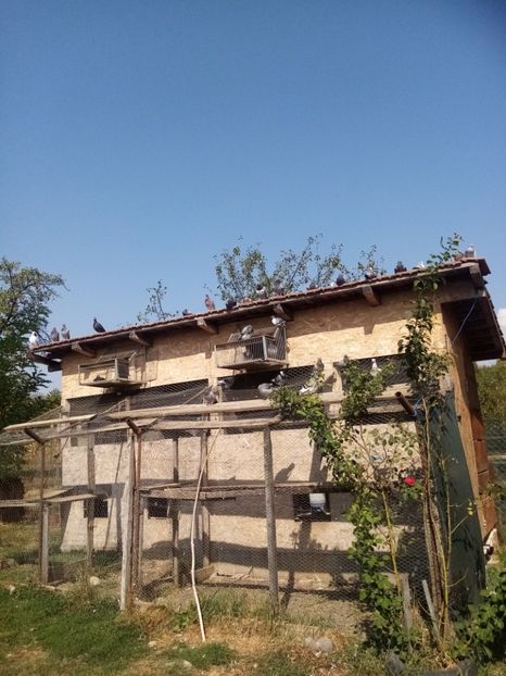 La soare.... pui 2024. - Liberi si fericiti