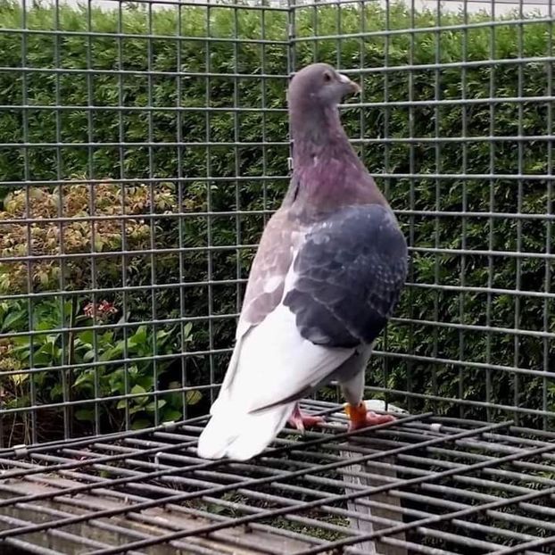  - Nu îmi aparțin 7