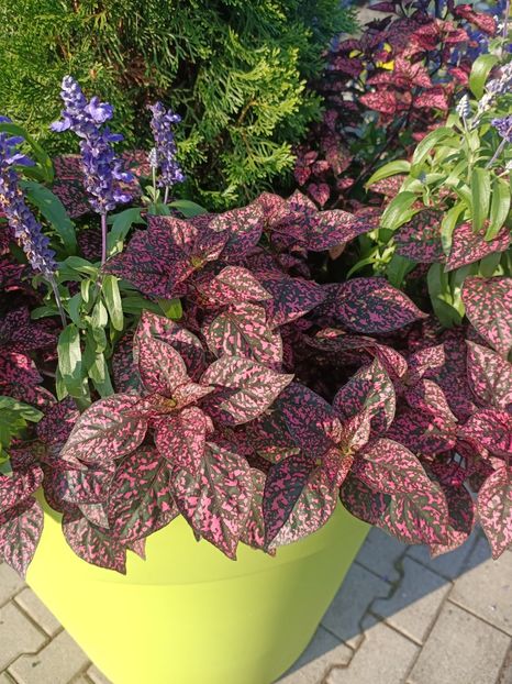 Img.2024.09.05 - Dresden