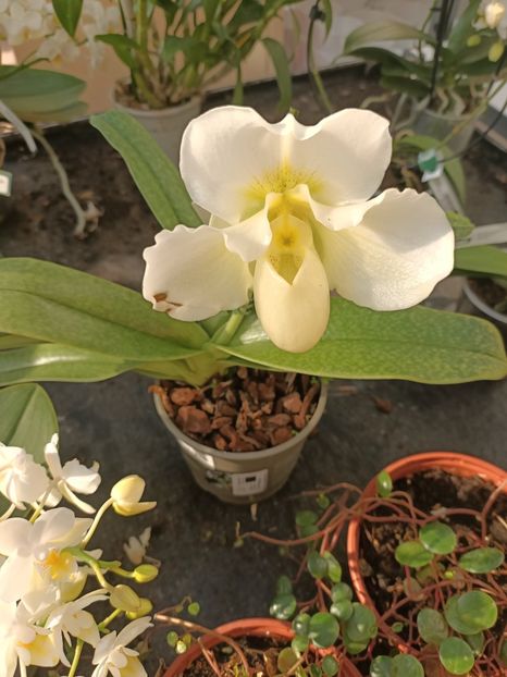 Img.2024.09.05 - Dresden