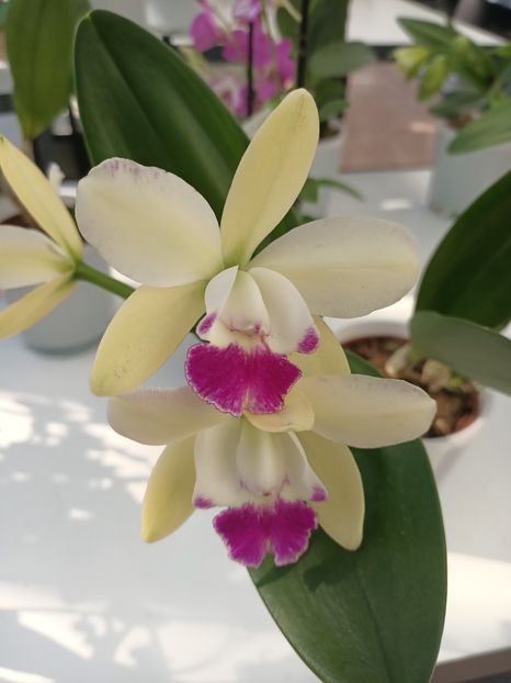 Img.2024.09.05 - Dresden