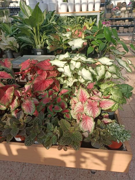 Img.2024.09.05 - Dresden